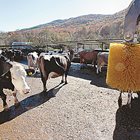 Най-важните съвети на ФАО за устойчиво управление на млечните ферми