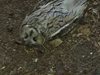 Изследват за птичи грип мъртви сови,
открити в Пазарджик
