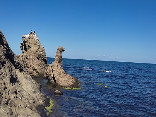 Чудовище стряска край Царево