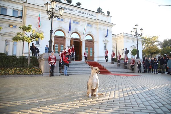 Това куче чакаше депутатите за първия им работен ден. СНИМКА: Николай Литов