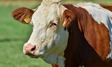 Мъж уби бик и рани крава и теле в Монтанско