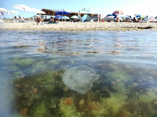 Медузи на плажа в Царево