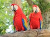 Иззеха над триста редки папагали в Истанбул