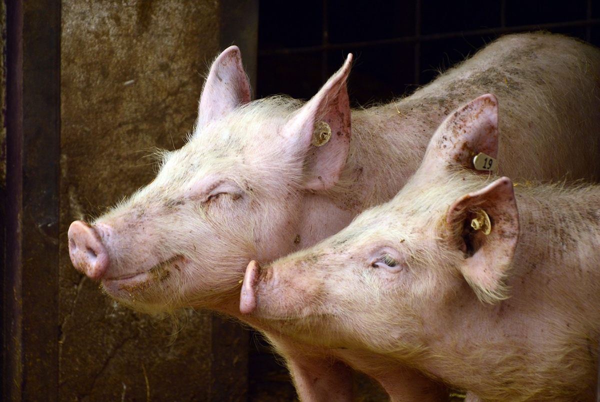 Свинската мас вече се ползва за екогориво - 8800 прасета са нужни за двупосочен полет Париж-Ню Йорк