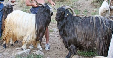 Елитни животни показват на фермерска среща в Разлог