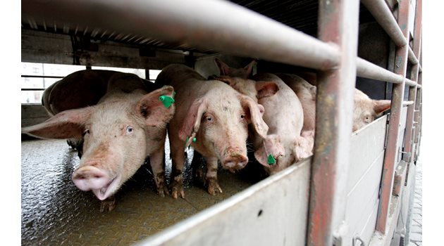 Транспортирането на живи свине е забранено в 10-километровата зона около Николово, Русенско.