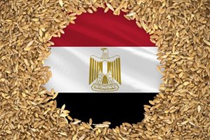 Египет проучва закупуване на 500 000 тона пшеница от Франция и България