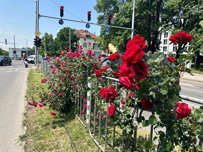 Розите в Пловдив са нацъфтели, а слънцето се усмихва.