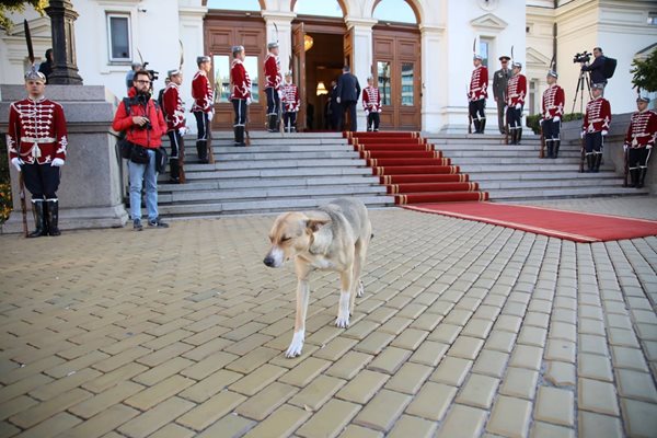 Все пак по някое време кучето се поразтъпка около прииждащите депутати