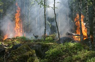 Камион изгоря при пожар до фуражен цех край Богданица