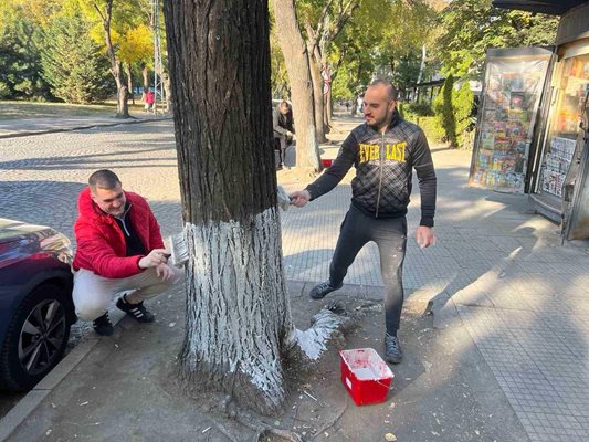 Младежите от ГЕРБ варосаха дръвчетата в парк "Белите брези".