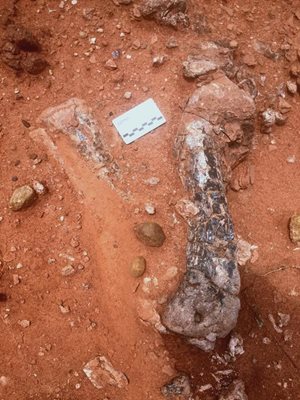 Leg bones of Musankwa sanyatiensis in the species in which they were found in the ground on Spurwing Island, Lake Kariba, Zimbabwe.  PHOTO: PAUL BARRETT