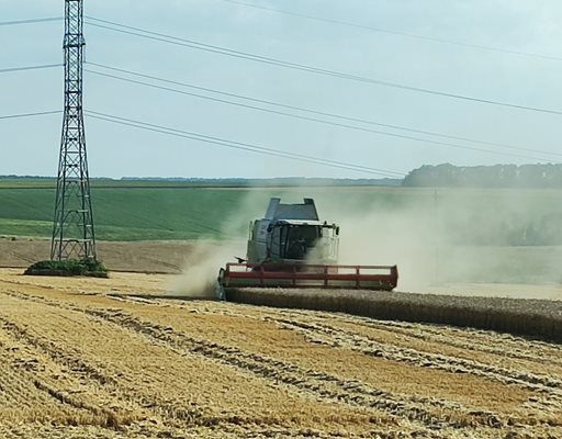 85 % от пшеницата в Добруджа е прибрана при среден добив 566,2 кг/дка