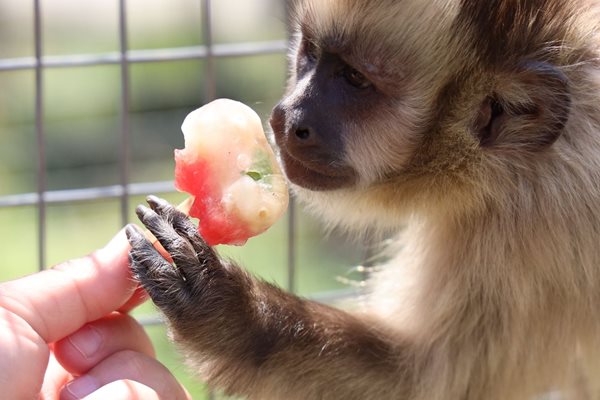 Маймунка хапва плодов сладолед на клечка