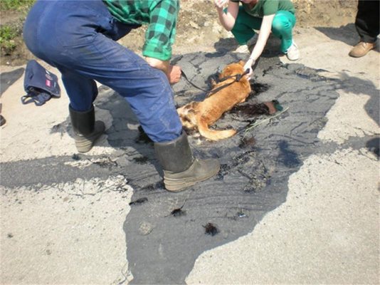 В операцията по спасяването участват и доброволци