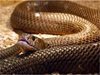 Укротител на влечуги с важни разкрития за ухапванията от змии