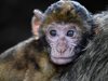 Обвиниха 3-ма учени в жестокост към маймуни
