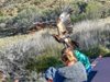 Орел се опита да вдигне в небето момченце в Австралия (снимка)