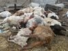 Стадо кози натровено от захвърлени чували третирана с пестиците царевици