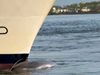 Кораб навлезе в пристанището на Ню Йорк с 13-метров мъртъв кит, заклещен на носа му (Видео)