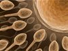 Оплодили 26 жени с чужда сперма при ин витро процедури в Холандия