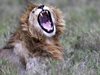 Нов фонд ще допринесе за спасяване на лъвовете в Африка