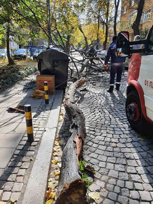 Пожарната е дошла и бързо отстранила падналото дърво. Снимки: Фейсбук група "Забелязано в Пловдив"