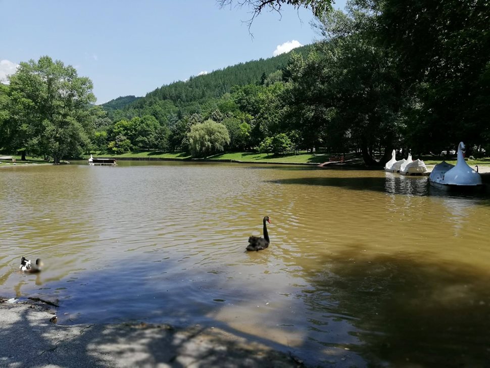 Езерото в парка "Бачиново" с бели и черни лебеди.