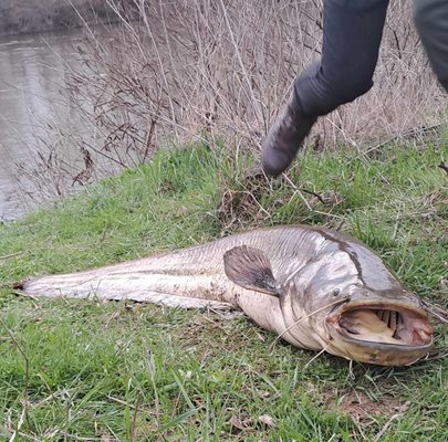 Рибата е уловена от река Марица