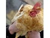 Огнища на птичи грип са констатирани и в Хасковско

