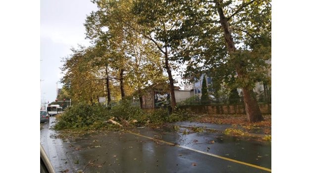 Централни улици в Бургас бяха осеяни с паднали дървета, прекършени от урагана.