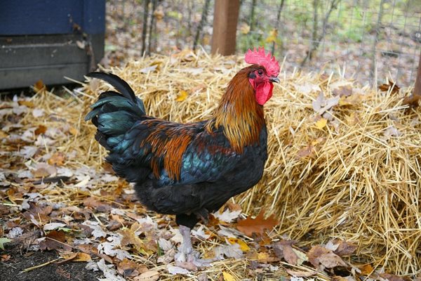 Птичи грип застигна ферма в Айова с 1 милион пилета Снимка: Pixabay