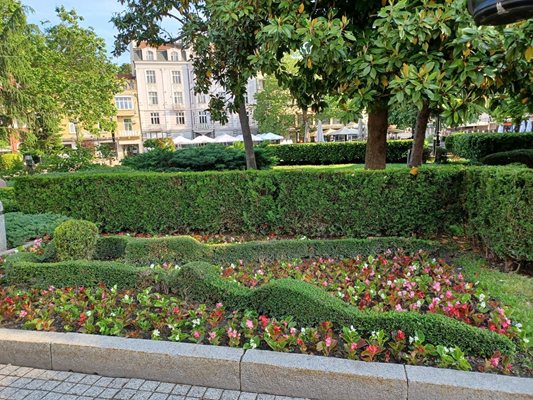 Цветята са разположени в централната градска част и други знакови места на Пловдив.