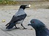 Гарваните могат да си представят, че са наблюдавани от скрит съперник, като това показва способност за абстрактна мисловна дейност, която се смяташе за присъща само за хората, сочи ново проучване, цитирано от The Guardian. Учени са доказали, че птиците полагат допълнителни усилия при скриването на храна, когато подозират,