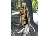Отстраняват повален от вятъра вековен дъб в София 

