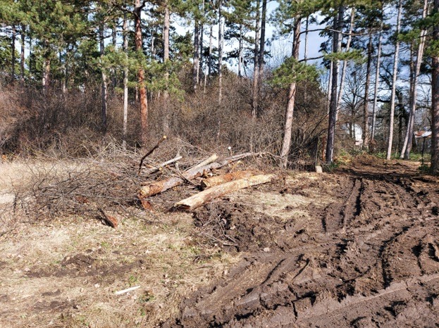 Съдът потвърди глобата от 100 хил. лв. за отсечените дървета в Борисовата градина