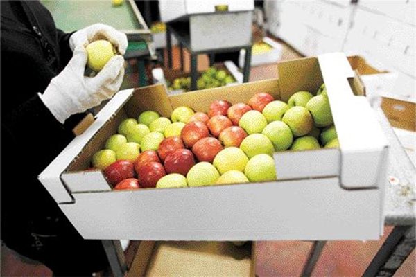 Снимка: 168 часа РЕКОРД: Заради многобройните болести срещу, които се пръскат, ябълките са с най-високо съдържание на пестициди. 
