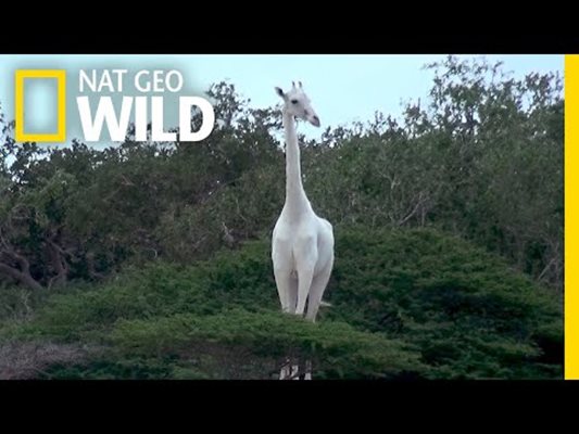Бракониери убиха два уникални бели жирафа (Видео)
