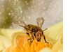 Американски учени създадоха компютърен модел, който предпазва пчелите от токсични пестициди
