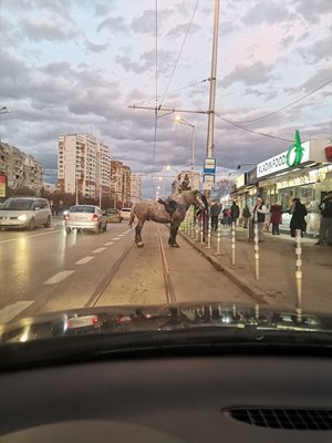 Кон се разходи по столичeн булевард