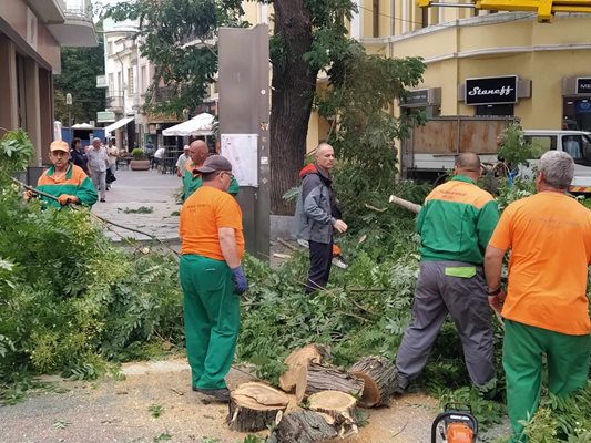 Работници кастреха клони и ги раздробяваха на чипс чрез специални машини, които вдигаха невъобразим шум точно в ранния следобед. Снимки и видео: Авторът