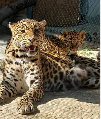 Леопардката с бебетата си Снимка: Фейсбук на Варненския зоопарк