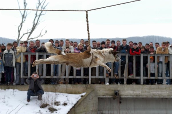 Тричали Гонзо 8 пъти