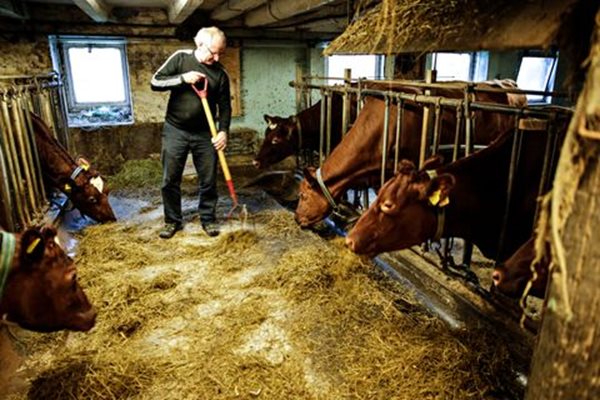 Тези 12 норвежки крави произвеждат млякото за най-доброто сирене на 2018 г. - във фермата на Йорн Хафслунд край Берген Снимка: Bergens Tidende