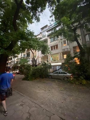 Паднало дърво затисна кола на ул. "Ибър" в Пловдив.