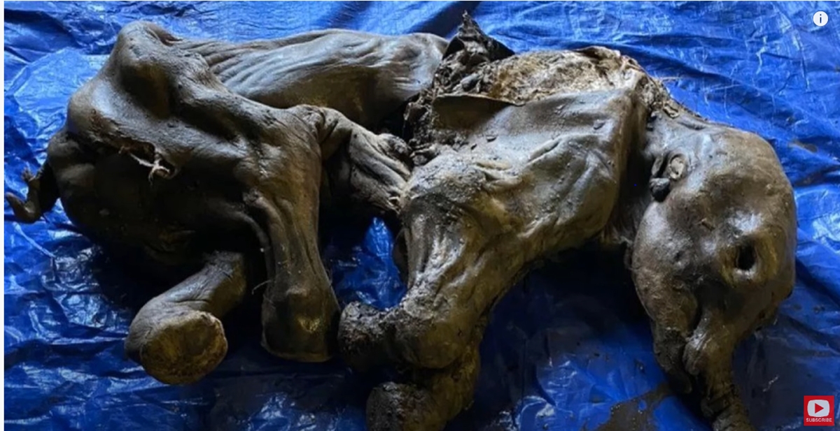 Откриха останки на бебе мамут (Видео)