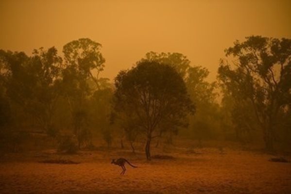 Световните нива на въглероден двуокис се покачват заради пожарите в Австралия