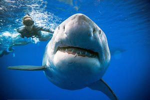 Червата на акулата вдъхновяват учени за революция в пречистването на моретата от пластмаса
