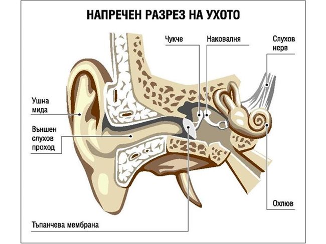 Ухо горло нос схема