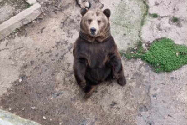 Мечок в джакузи, вместо да спи